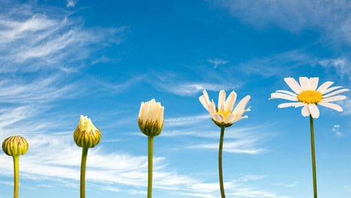 five daisies in different stages of opening against blue sky - stages of recovery