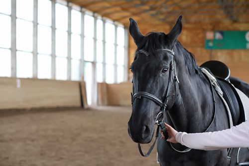 cropped shot of gorgeous black horse with person's hand on its reigns - equine therapy benefits